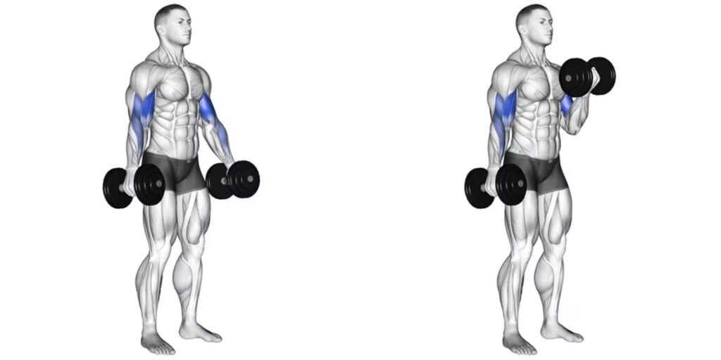 Illustrazione di una persona che esegue curl con manubri, evidenziando i muscoli bicipiti.